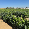 Finca segregada  de 5.500 m2 con viñedo en producción zona Venta Tocino 